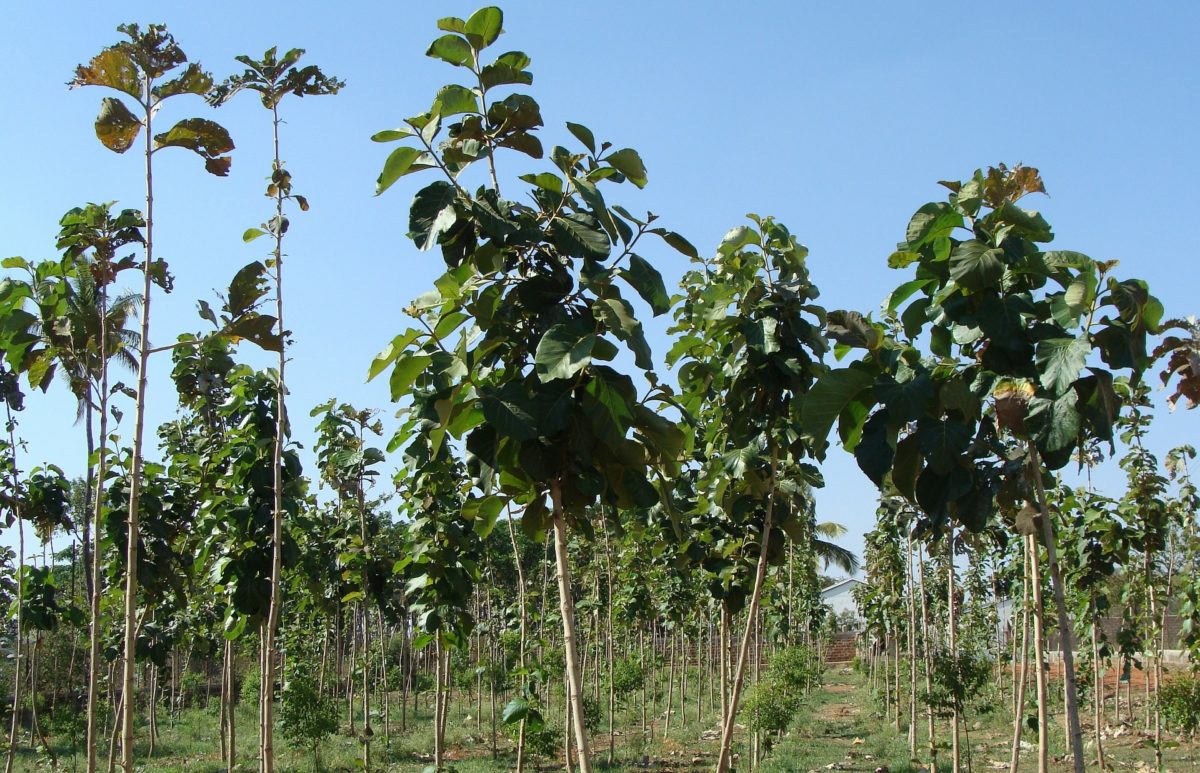 sharewood-teakplantage