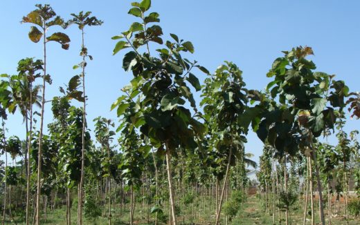 sharewood-teakplantage